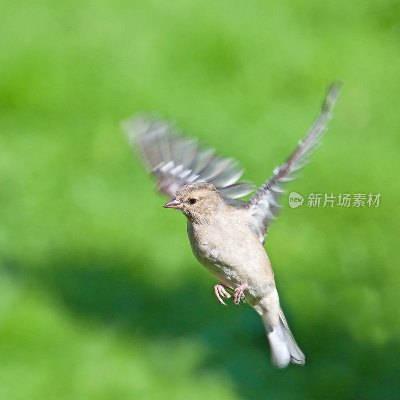 幼年/雌性苍头燕雀(Fringilla coelebs)在飞行